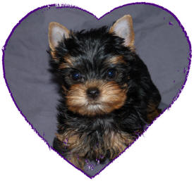 picture of Yorkshire Terrier with good quality
